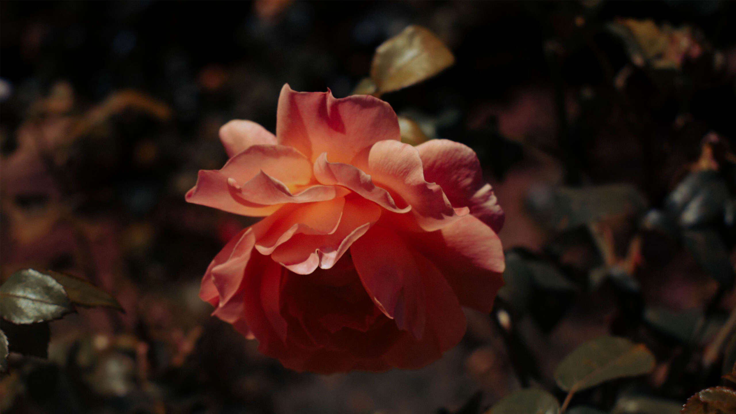 A beautifully detailed close-up of a blushing peach rose in full bloom, highlighted against a softly blurred natural background. The petals exhibit a stunning gradient...