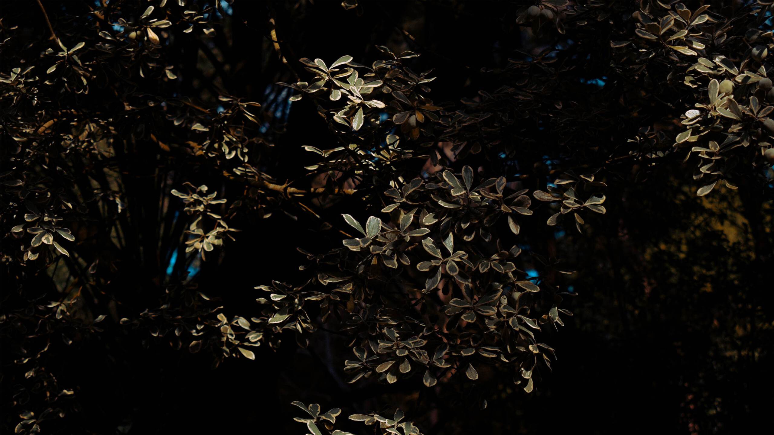 Clusters of leaves with a dark backdrop, likely due to evening or night lighting, create a mysterious and serene ambiance. The leaves capture occasional flecks...
