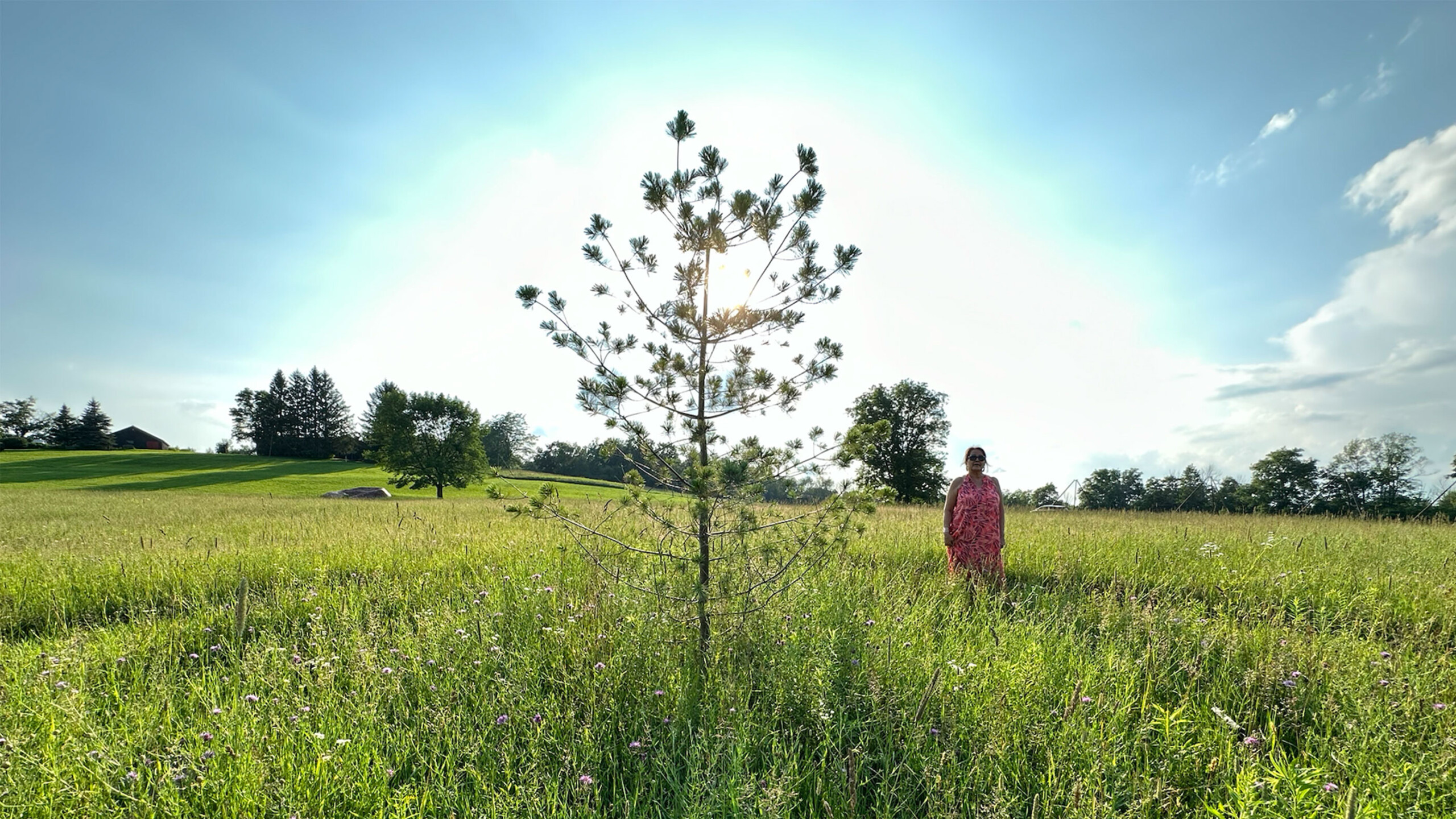 A tranquil scene features a lone young pine tree in the center of a lush, green field. The bright sun shines directly behind the tree, creating a halo effect and...