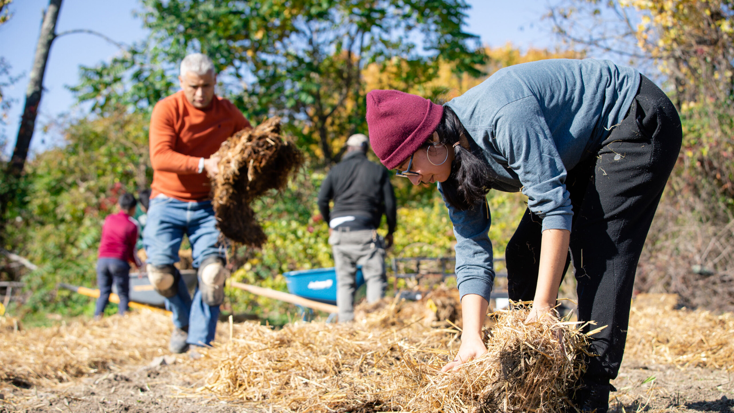 Several individuals are engaged in a farming or gardening activity outdoors. A person in the foreground, wearing a maroon beanie and glasses, crouches down, handling...
