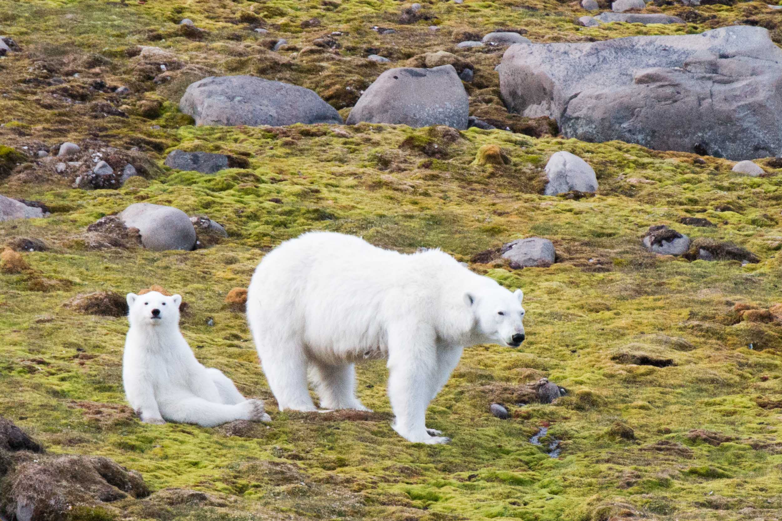 A photo of two polar bears, a mother looking out and a cub sitting adorably in a human-like upright posture. The white of their fur pops against a background of...